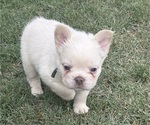 Puppy Yetti French Bulldog