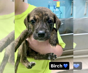 Mutt Dogs for adoption in Brewster, NY, USA