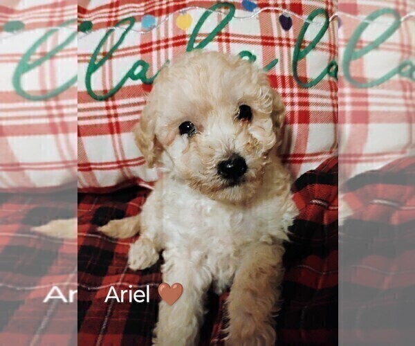 Medium Photo #2 Goldendoodle mix (+ Poodle Miniature) Puppy For Sale in NORTH LIBERTY, IN, USA