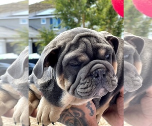 Bulldog Puppy for sale in RIVERSIDE, CA, USA