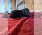 Small Photo #2 Labrador Retriever Puppy For Sale in SABETHA, KS, USA