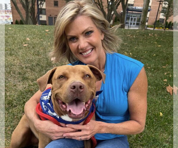 Medium Photo #3 Mutt Puppy For Sale in Unionville, PA, USA