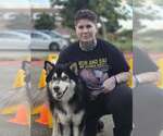 Small #2 Siberian Husky