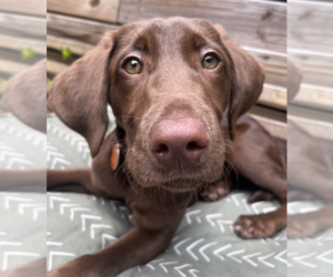 Labrador Retriever Dogs for adoption in Brooklyn, NY, USA