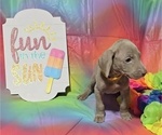 Small #14 Weimaraner