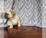 Small Photo #3 French Bulldog Puppy For Sale in MORGANTOWN, PA, USA