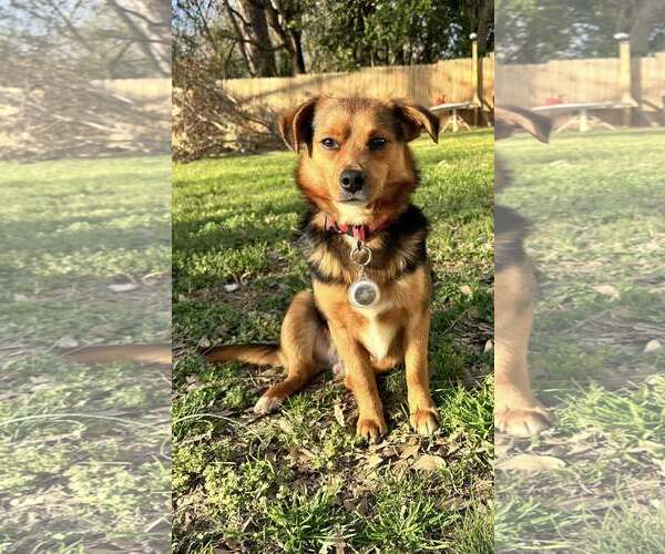 Medium Photo #3 Mutt Puppy For Sale in Greenville, SC, USA