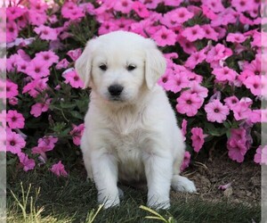 English Cream Golden Retriever Puppy for sale in FREDERICKSBG, OH, USA