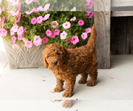 Small #2 Goldendoodle (Miniature)