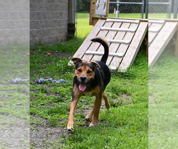Medium Photo #3 Rottweiler-American Pit Bull Terrier Puppy For Sale in Glen Allen, VA, USA