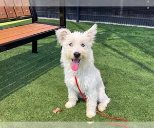 Medium Cairn Terrier Mix