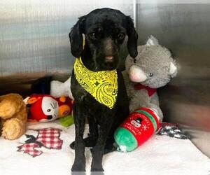 Poodle (Miniature) Dogs for adoption in Orange, CA, USA