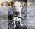 Small Photo #40 Labrador Retriever-Unknown Mix Puppy For Sale in San Diego, CA, USA