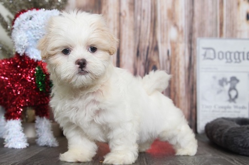 Medium Photo #3 Zuchon Puppy For Sale in BEL AIR, MD, USA