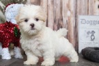 Small Photo #3 Zuchon Puppy For Sale in BEL AIR, MD, USA