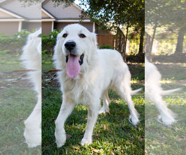 Medium Photo #14 Great Pyrenees Puppy For Sale in Spring, TX, USA