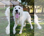 Small #13 Great Pyrenees