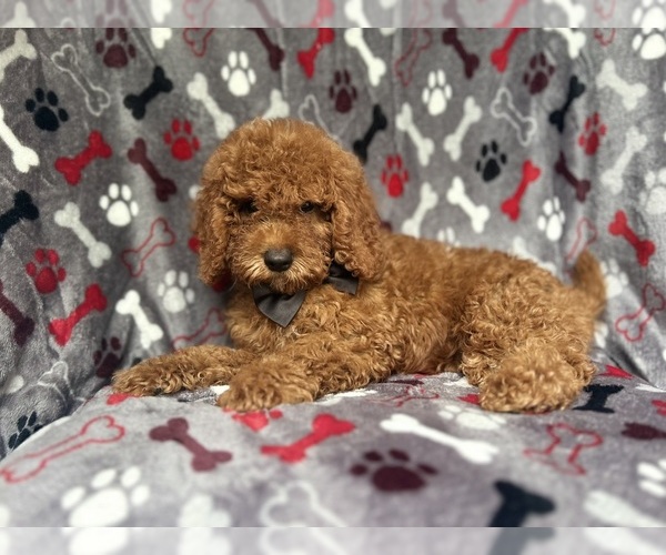 Medium Photo #3 Cock-A-Poo Puppy For Sale in LAKELAND, FL, USA