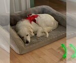 Small #11 Great Pyrenees Mix