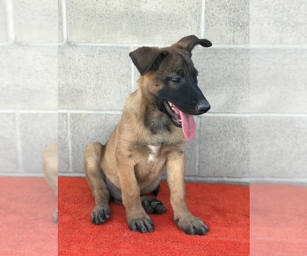 Medium Photo #12 Belgian Malinois Puppy For Sale in VACAVILLE, CA, USA