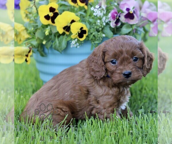 Medium Photo #4 Cavapoo (Miniature) Puppy For Sale in QUARRYVILLE, PA, USA