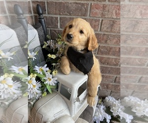 Golden Retriever Puppy for sale in RICHLAND, MO, USA