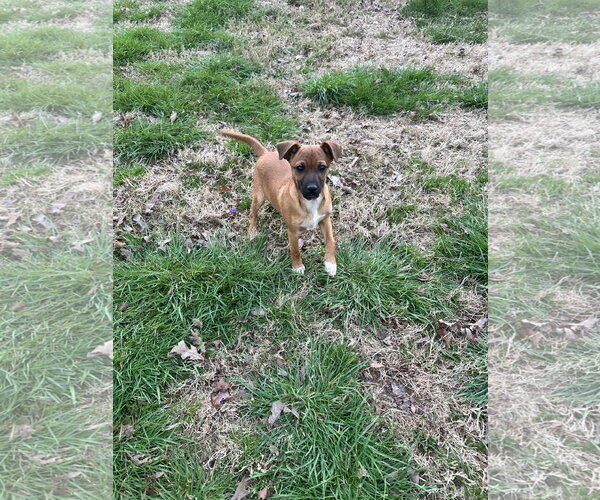 Medium Photo #2 Chihuahua-Unknown Mix Puppy For Sale in Ball Ground, GA, USA