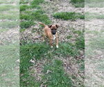 Small #1 Chihuahua Mix