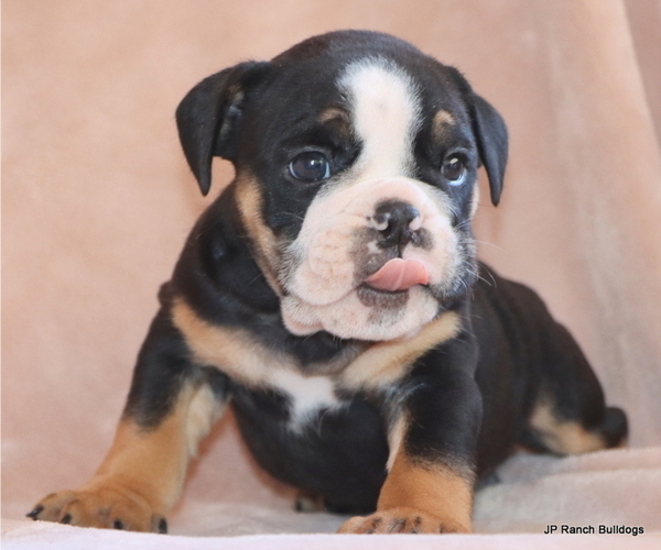 Medium Photo #12 Bulldog Puppy For Sale in WINNSBORO, TX, USA