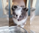 Small Photo #4 Pomeranian Puppy For Sale in BIG ISLAND, VA, USA