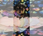 Small Photo #12 Yorkshire Terrier Puppy For Sale in AKRON, OH, USA