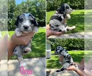 Australian Shepherd-Goldendoodle Mix Puppy for Sale in BRIGHTON, Missouri USA