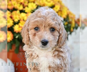 Poodle (Miniature) Puppy for sale in DORNSIFE, PA, USA