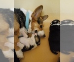Small Photo #10 Pembroke Welsh Corgi Puppy For Sale in GALLEGOS, NM, USA