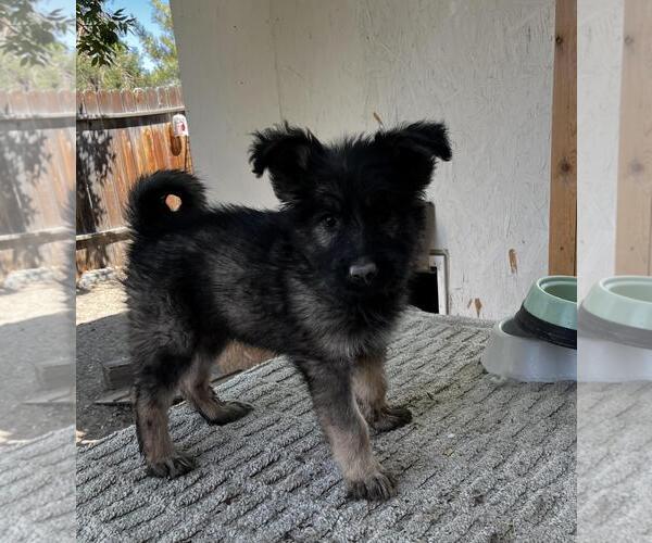 Medium Photo #5 German Shepherd Dog-Unknown Mix Puppy For Sale in Incline Village, NV, USA