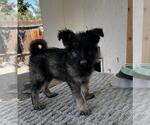 Small #4 German Shepherd Dog Mix
