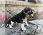 Small Photo #3 Beagle Puppy For Sale in FORDLAND, MO, USA