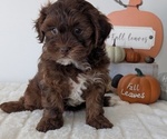 Small #3 ShihPoo
