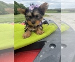 Small #4 Yorkshire Terrier