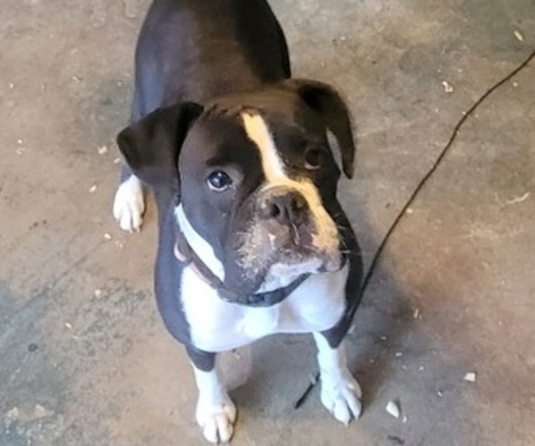 Medium Photo #10 Boxer Puppy For Sale in STAFFORD SPRINGS, CT, USA