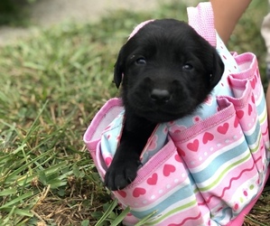 Labrador Retriever Puppy for sale in TROUTDALE, OR, USA