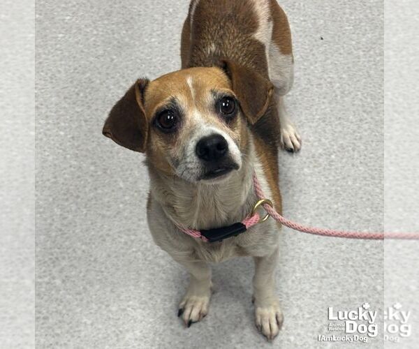 Medium Photo #1 Jack-A-Bee Puppy For Sale in Washington, DC, USA