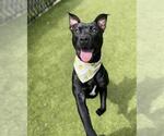 Small Photo #2 Staffordshire Bull Terrier-Unknown Mix Puppy For Sale in Newton, NC, USA