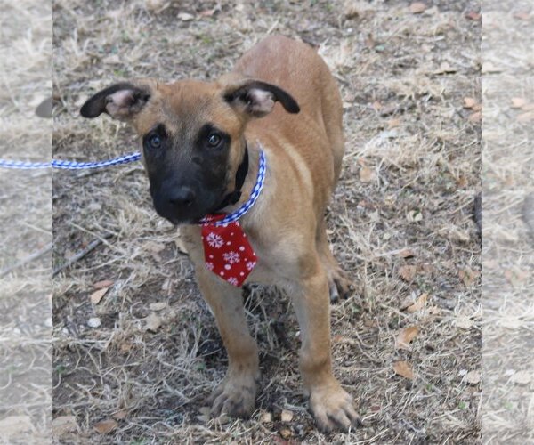Medium Photo #3 Labrador Retriever-Unknown Mix Puppy For Sale in Bandera, TX, USA