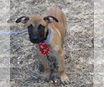Small Photo #3 Labrador Retriever-Unknown Mix Puppy For Sale in Bandera, TX, USA