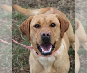 Mother of the Labrador Retriever puppies born on 06/11/2026