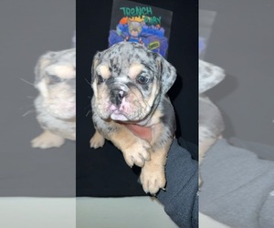 English Bulldog Puppy for sale in ALLENTOWN, PA, USA