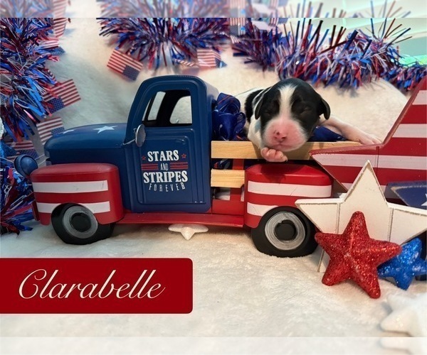 Medium Photo #1 Bernedoodle-Poodle (Standard) Mix Puppy For Sale in MENIFEE, CA, USA