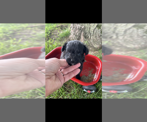 Pomapoo (Toy) Puppy for sale in NILES, MI, USA