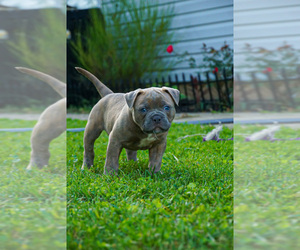 American Bulldog Puppy for Sale in LEVITTOWN, Pennsylvania USA